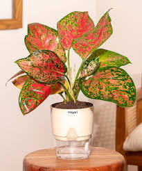 Pink Aglaonema Plant