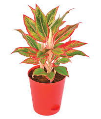 Aglaonema red plant