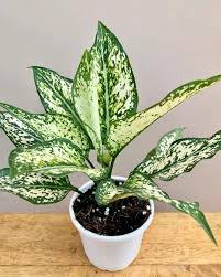 Aglaonema plant Snow White Plant