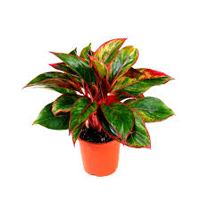 Aglaonema Lipstick Plant