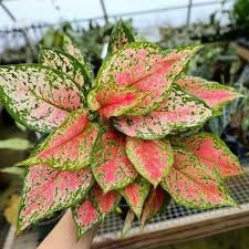 Aglaonema Pinkish Red Valentine