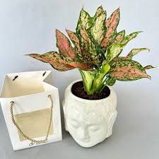 aglaonema plant with white budha