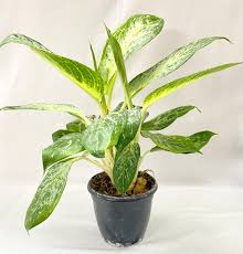 aglonema (commutatum) pearl