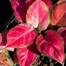 aglonema pink star