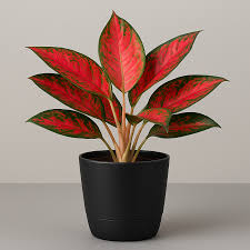 aglonema red angel