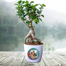 Ficus Bonsai Plant