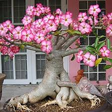 Bonsai Adenium Plant – Exotic Decor for Indian Homes