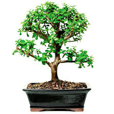 Jade Bonsai Plant